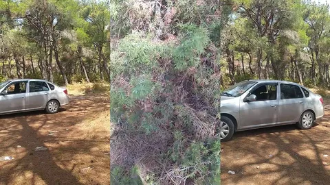 Arazide araba içinde sikişen çifti gizlice çekiyor Türk ünlü ifşa İfşa Videoları